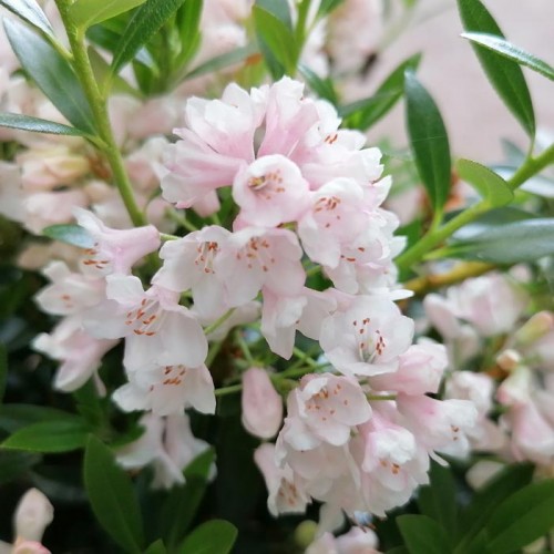 Rhododendron migranthum inkarho BloomBux | ScotPlants Direct